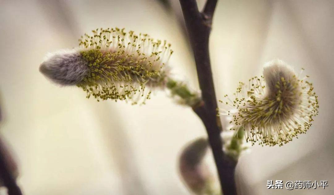 漫天飞絮的防治方法,漫天飞絮处理方法