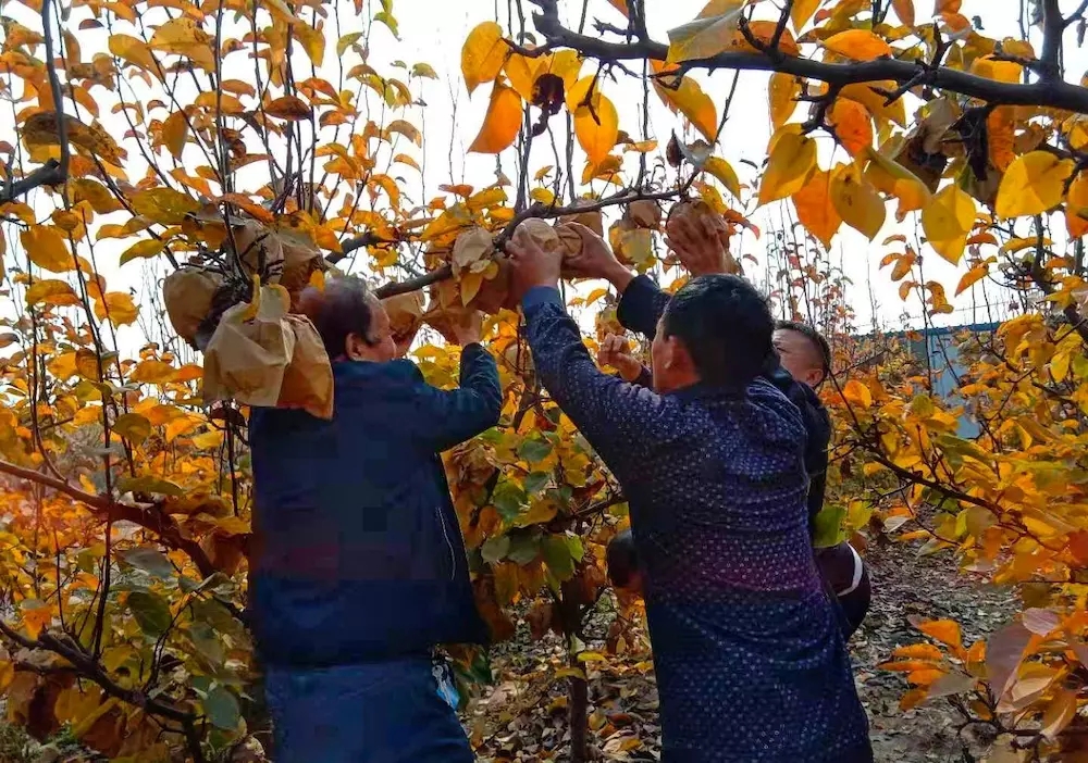 甜爆了！脆惊了！后观寨晚秋黄梨傲霜迎雪等君前来采摘