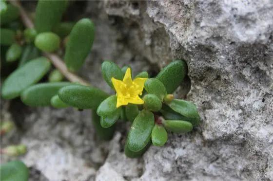 多肉植物科普讲解,林草科普活动方案