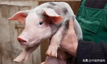 非瘟的养猪方法,非瘟下的养猪人