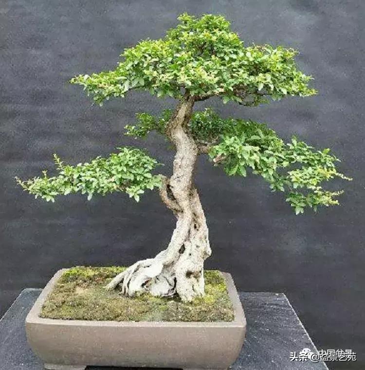 天生好养的36种盆景植物,什么植物盆景适合屋内养