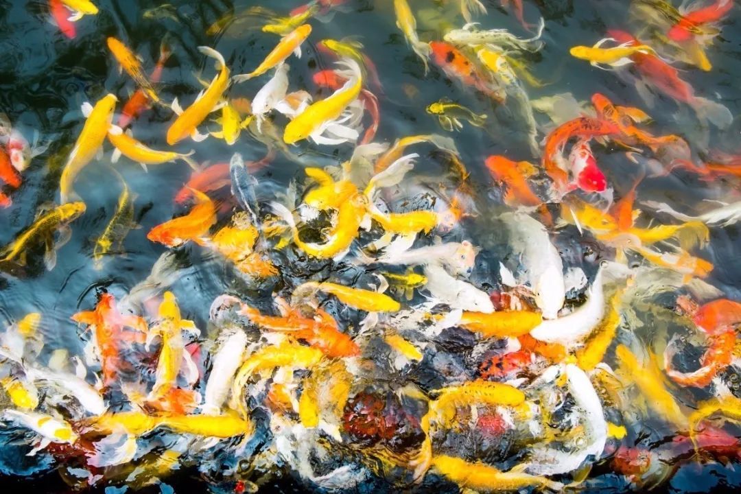 养鱼知识锦鲤掉鳞是咋回事,锦鲤鱼老掉鳞怎么办