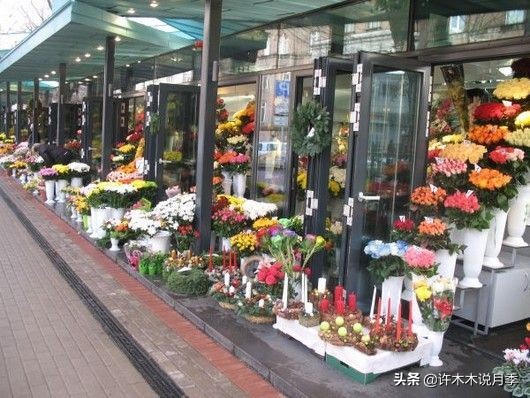 如何买到正版欧月？月季购买防骗手册，几招鉴定欧月，拒绝小白花