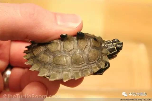 地图龟成体样子,地图龟种类及图解