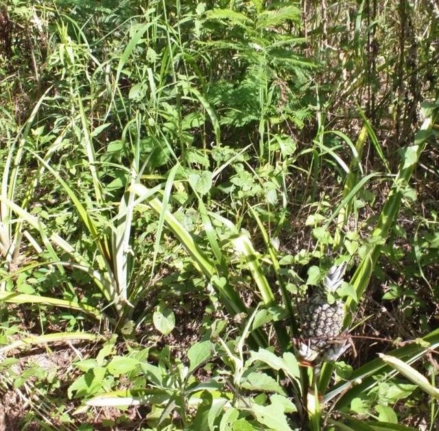 中国年年进口的大豆，为何让巴拉圭从富饶变得死寂？