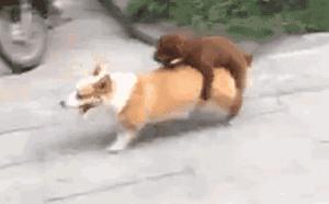 公狗被公狗纠缠怎么办,我家公狗一直叫怎么办