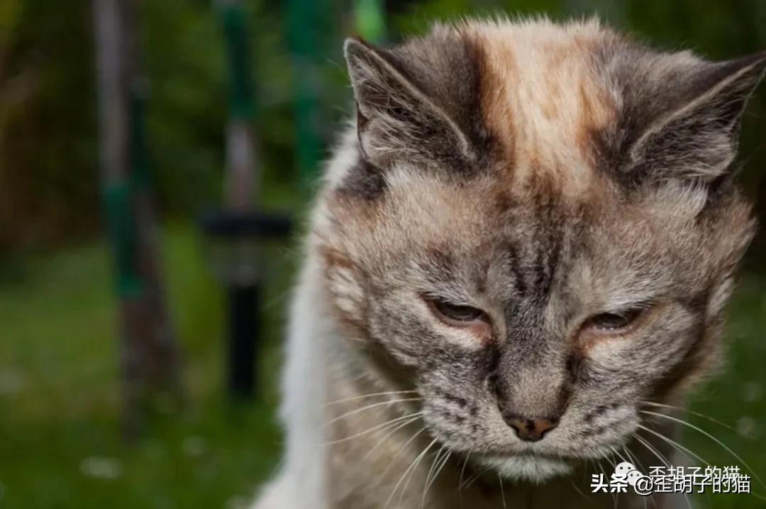 如何看出猫咪年龄有多大,如何判断猫咪的年龄