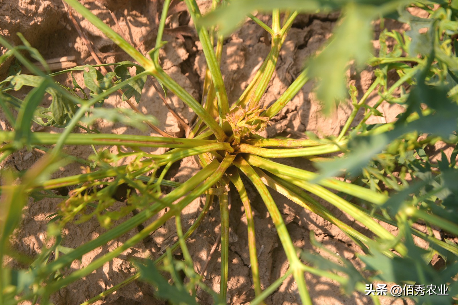 中药材防风田间管理,防风病害管理