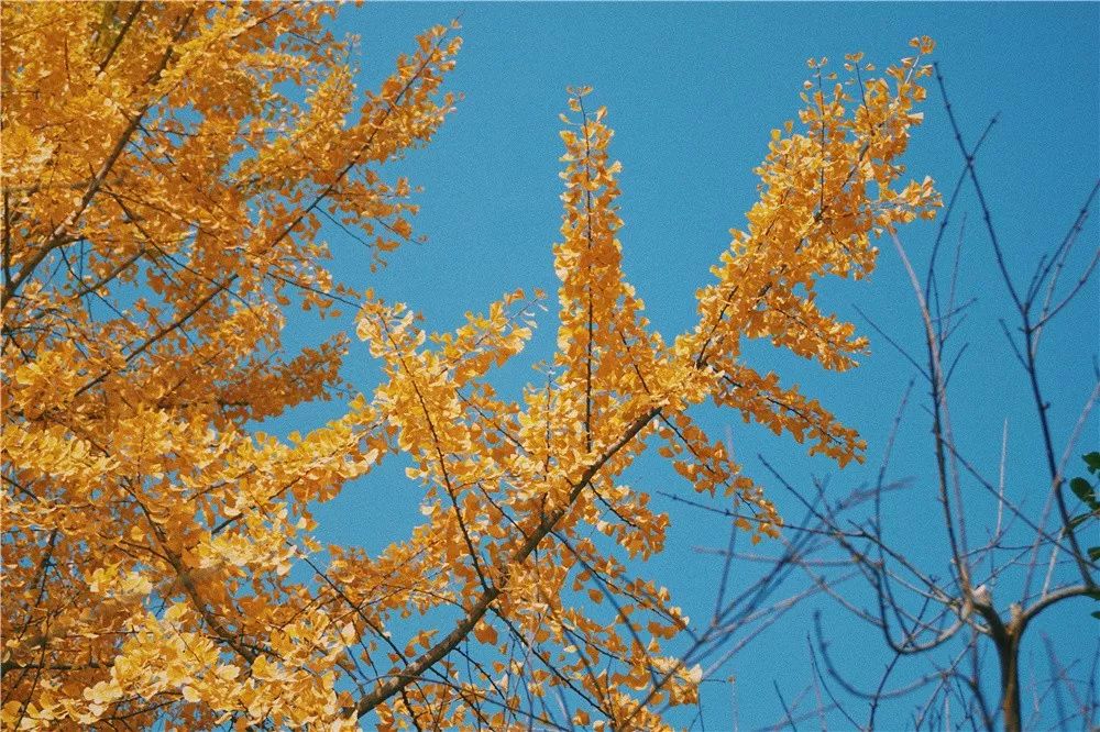 西安八月约会最佳地点,西安周末情侣最适合约会的地方