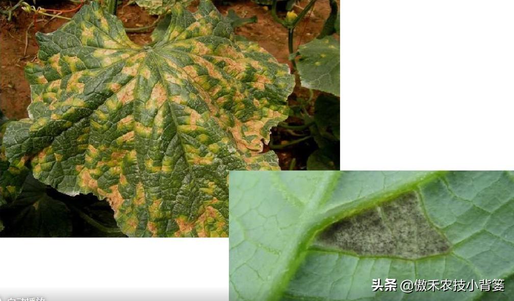 叶片上出现黄斑点是什么病,叶片有黄斑白斑怎么办