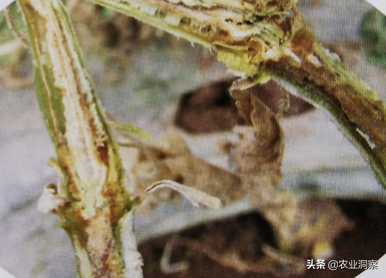 黄瓜茎基腐病与枯萎病的区别,黄瓜枯萎病的最新治疗方法