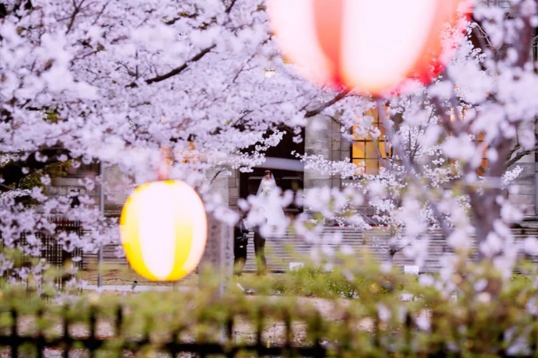 樱花前线2022年,2022第一场樱花