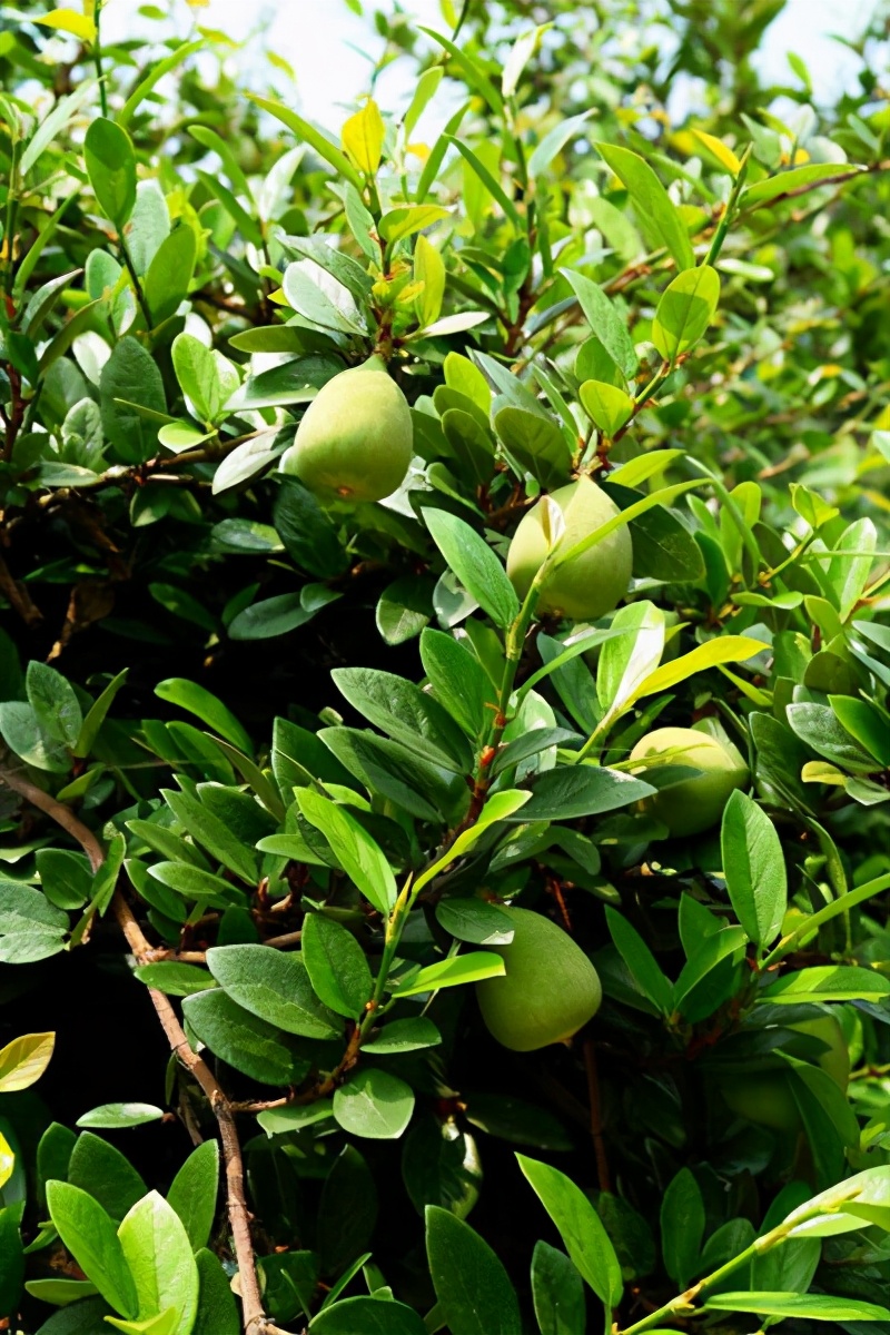 哪种爬藤花好养也长得快,爬藤花什么品种最好看