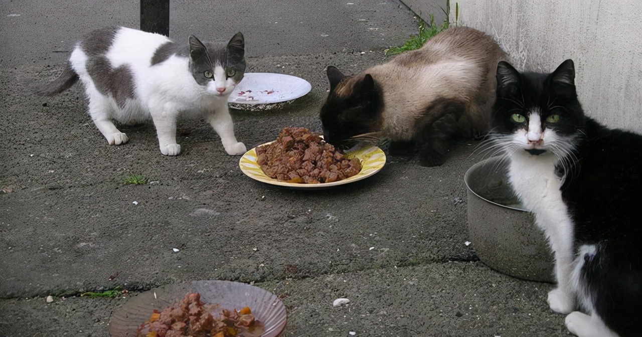 狗肉究竟该不该吃狗肉争议不断,狗肉究竟该不该吃