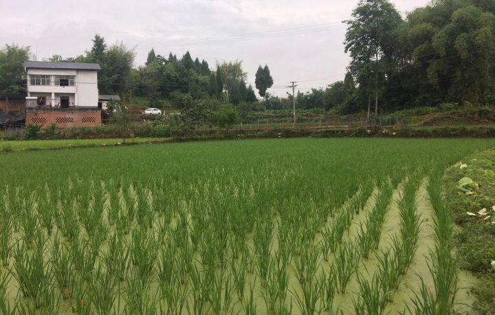 我的当兵之路800字,我的参军路