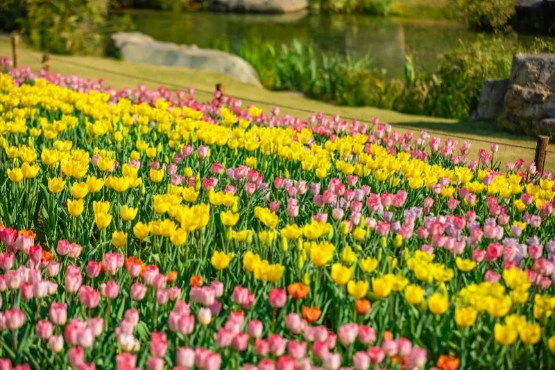 植树节再为园区添绿色,植树节赏植踏春之旅