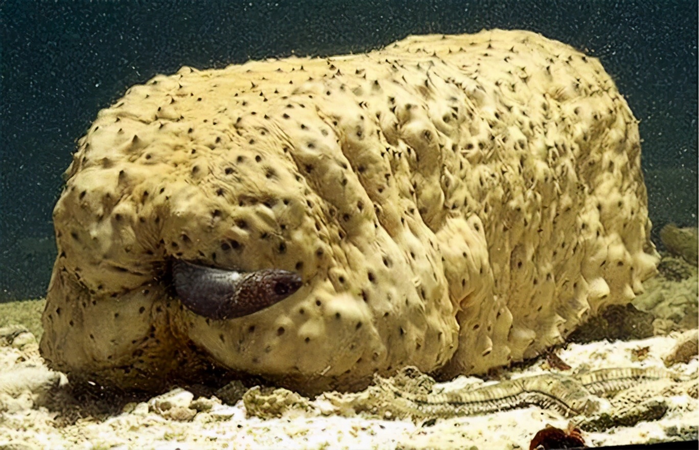 隐鱼是怎么钻入海参体内的,隐鱼和海参真实影像