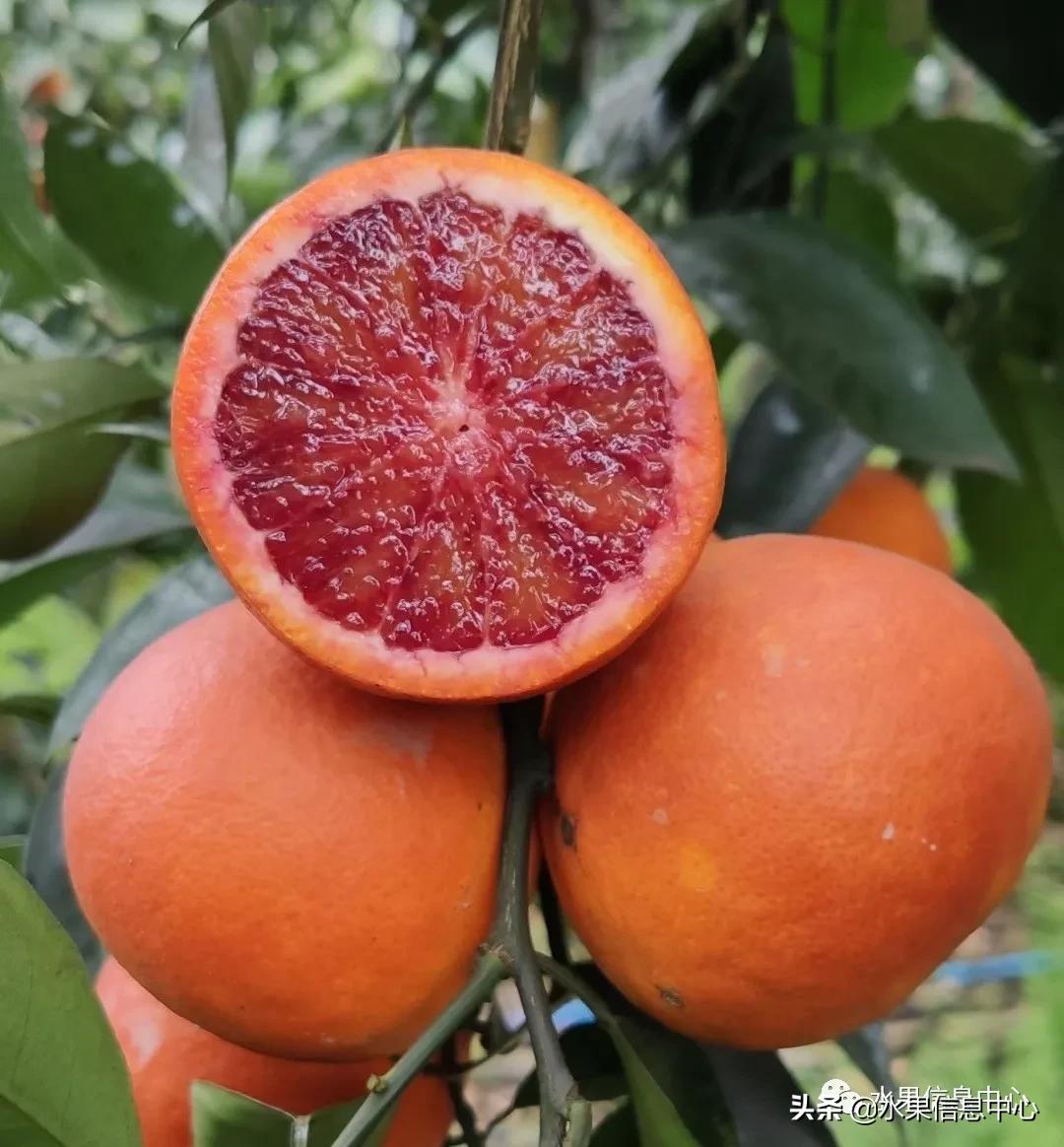 最好的橙子产地在哪里,中国橙子产地排名