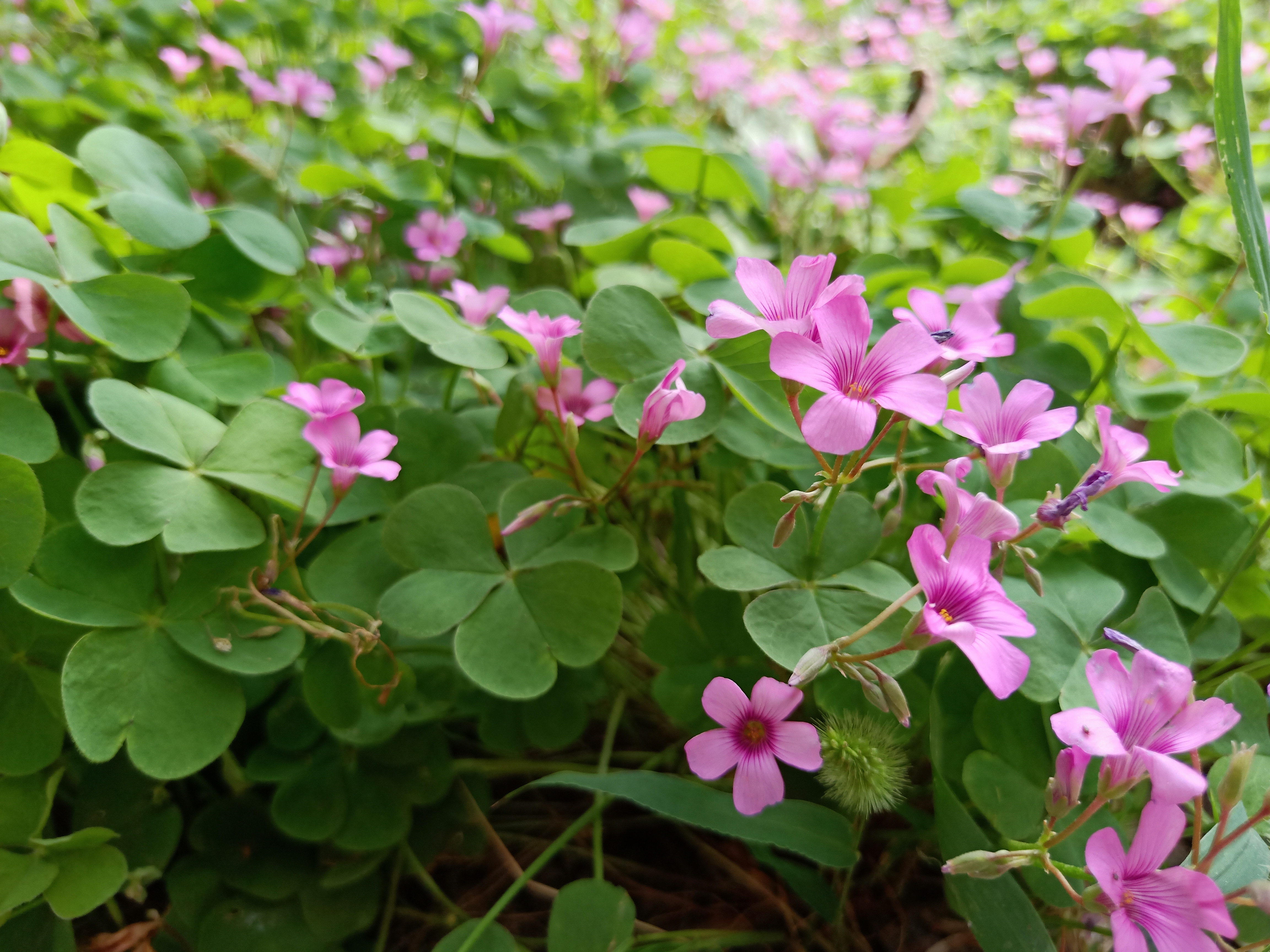 参与慈善温暖你我——丰荫明德小学参加“9·5”《慈善法》宣传日活动(组图)