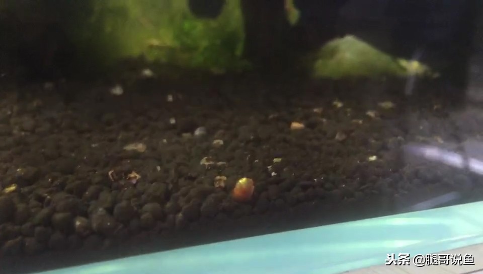 多少只苹果螺除藻,草缸苹果螺怎么防止爆缸