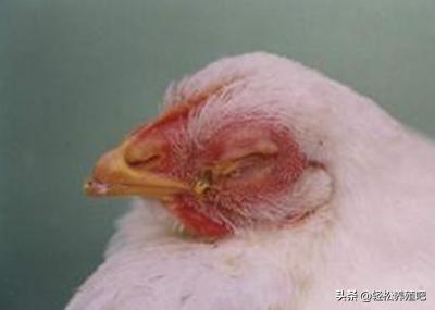 笼养的鸡眼睛肿了是什么情况,鸡为什么眼睛肿还出现脓包