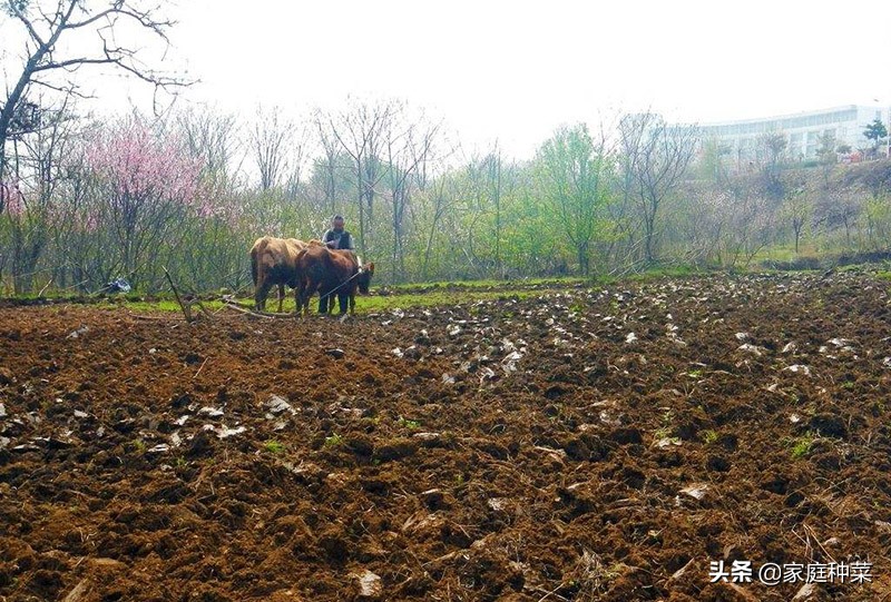 胡萝卜产生“佛手”,虽然看起来很漂亮,却可能导致植株提早死亡