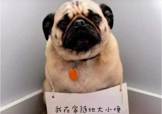 训犬师好做吗,训犬师多久能训好一只狗