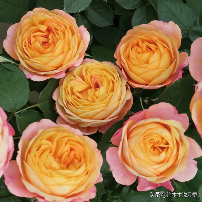 月季烂根的补救办法,月季烂根是什么原因