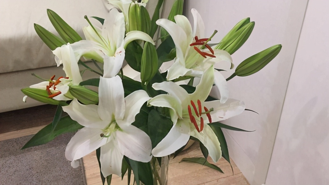 百合花枝不开花怎么回事,百合花是在几点开花和几月开花