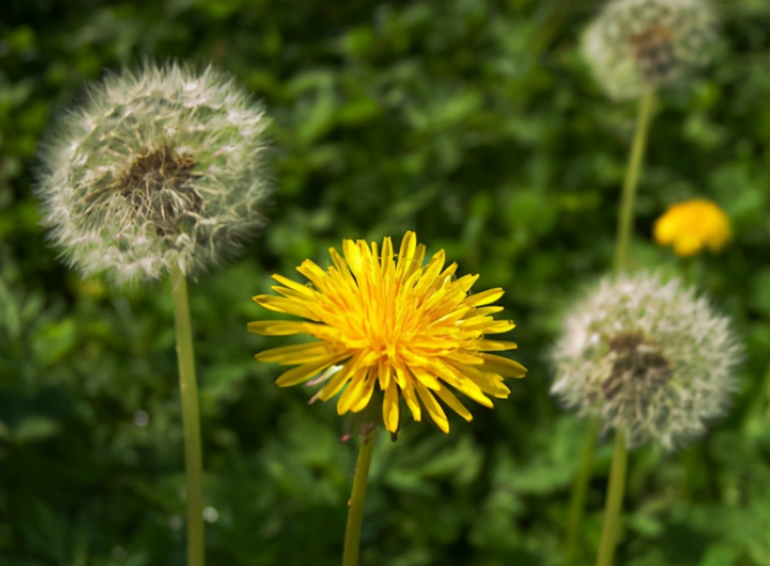 蒲公英茶怎么晾晒,蒲公英茶怎样晾晒效果好