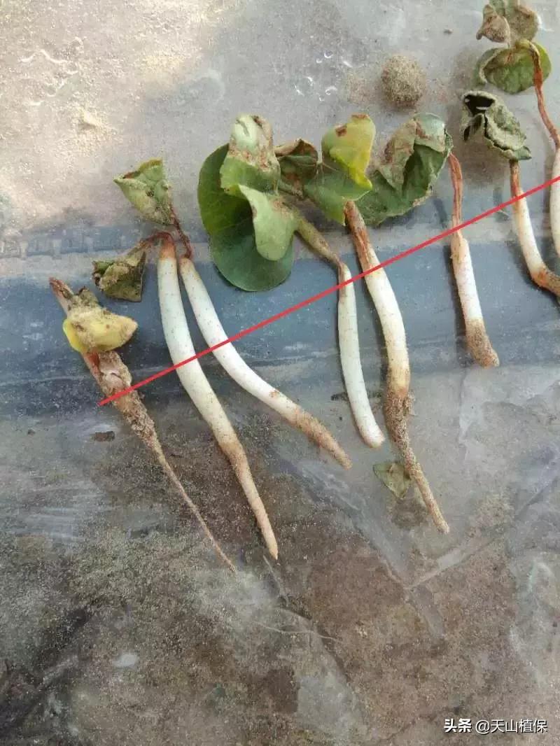 棉苗枯萎病现在应该怎么办,棉苗黑根死苗怎么处理