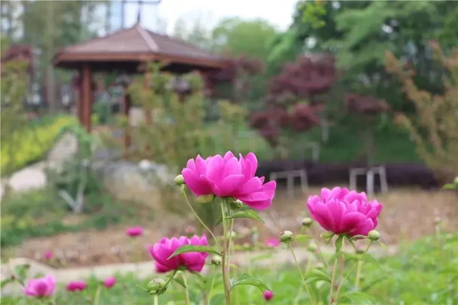 五一不能错过的花海,五一不能错过的美丽花海