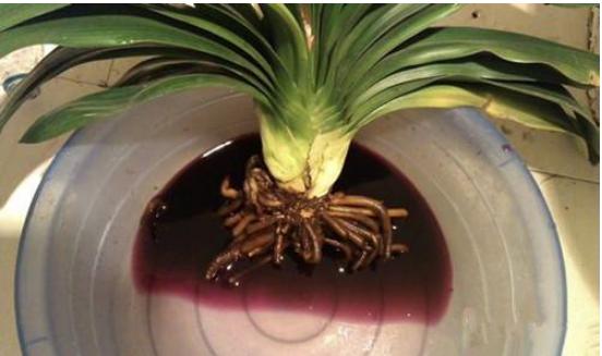 君子兰烂根黄叶怎么补救,君子兰黄叶烂根的解决方法