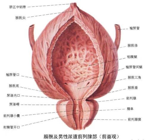 医生：快停下来，前列腺炎患者不能再进行前列腺按摩了