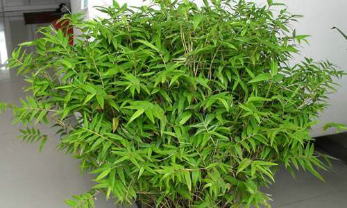 阳台养一盆茉莉,凤尾竹可以放阳台养吗