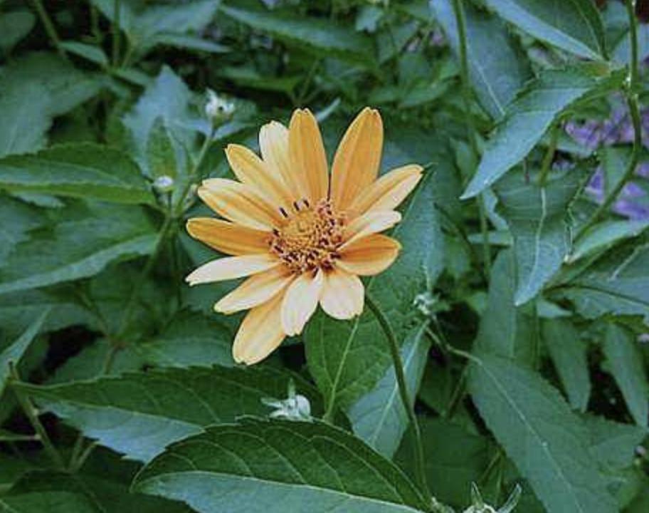 大姜杂草有哪些,农村野草像洋姜