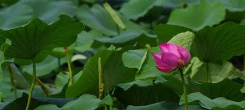 沈阳夏季赏荷旅游攻略,沈阳周边赏荷胜地