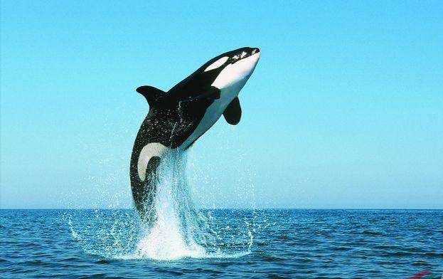 体型惊人的大白鲨,为什么大白鲨会害怕虎鲸