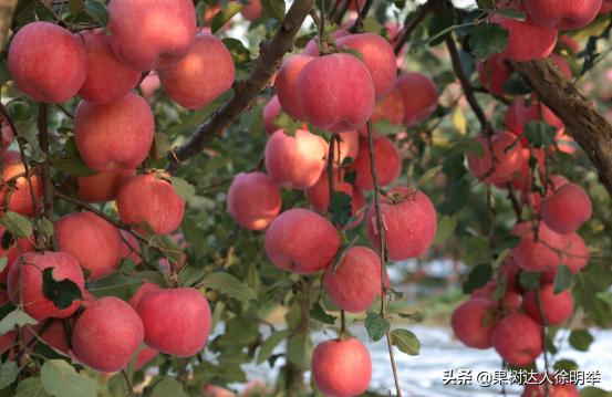 红富士苹果在多少度上色快,红富士苹果上色不好咋办