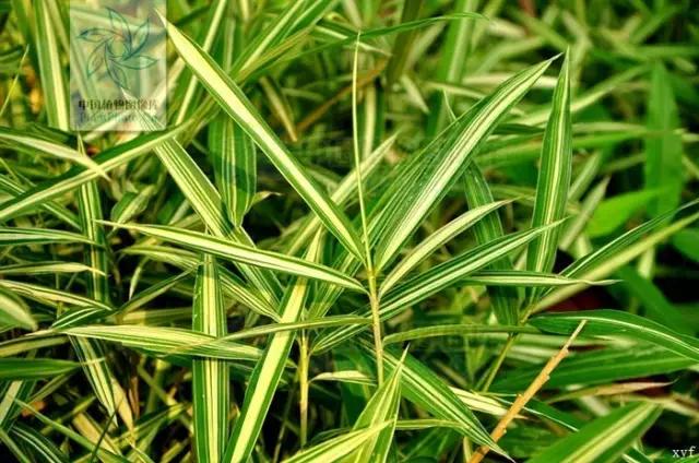 竹子大全100种及名称,竹子一共有多少种品种