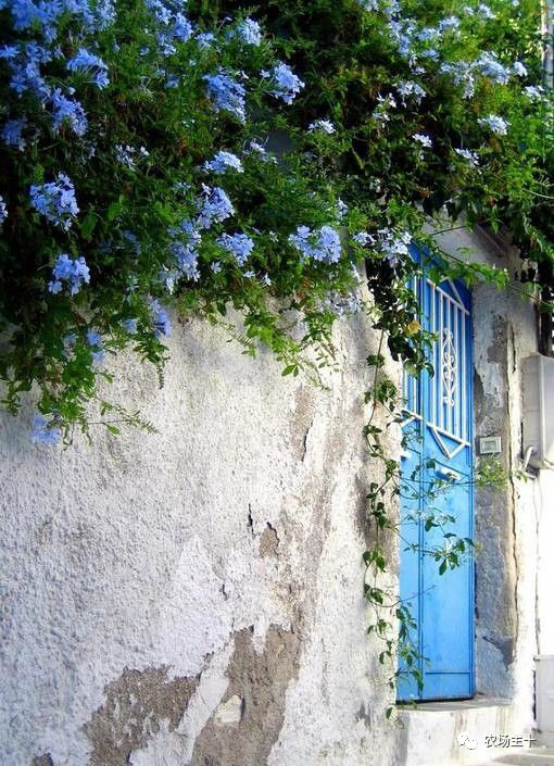 院子里种什么十多年后价值很高,院子里种什么最值钱