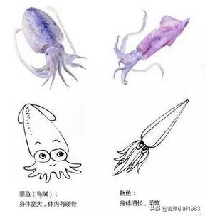 鱿鱼和墨鱼有什么区分呢,鱿鱼和墨鱼怎么样区分