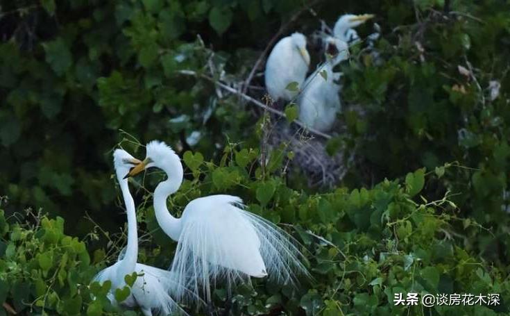 天宁·白鹭湾，颐养千年防城港，心怀海居生活梦