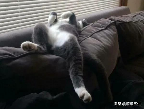 猫睡相太丑,因为猫样子丑所以被遗弃