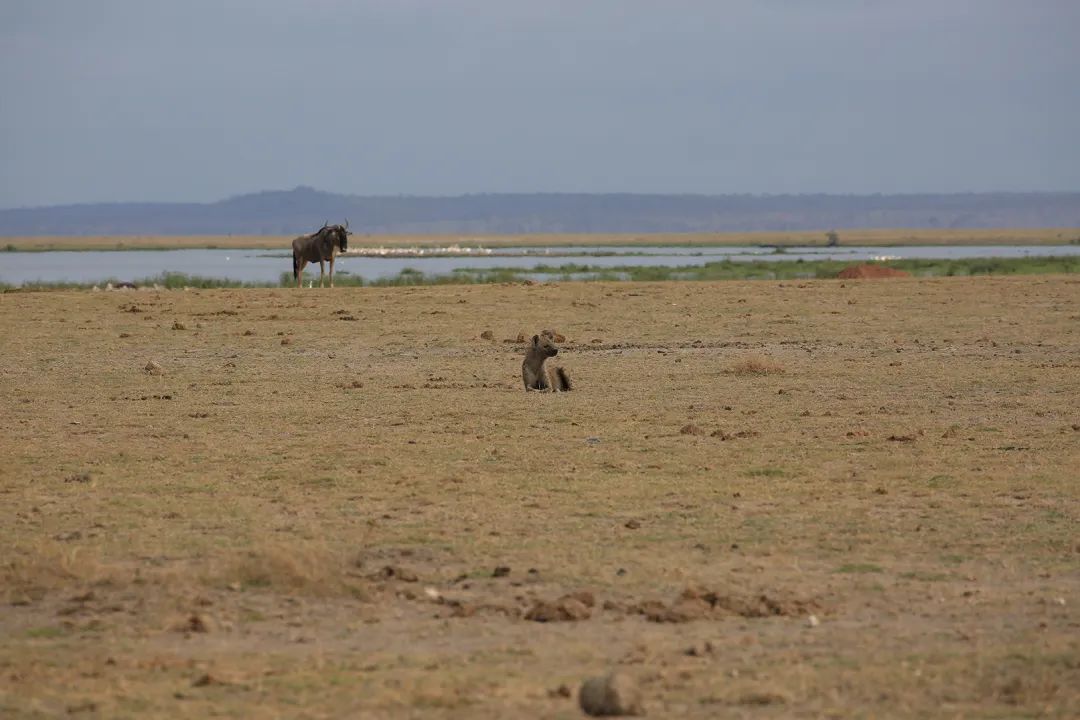 带女儿走进安博塞利国家公园，从野生动物身上收获“生命启蒙课”
