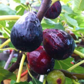 无花果坐果后怎么管理,无花果挂果期间应怎样护理