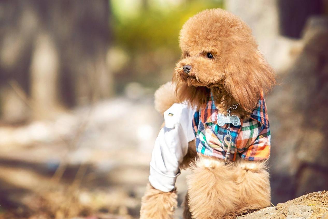 茶杯犬背后的心酸,爱它还是在害它?