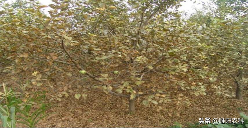 阿维菌素对红蜘蛛成螨的防治效果,杀红蜘蛛成螨的药有哪些