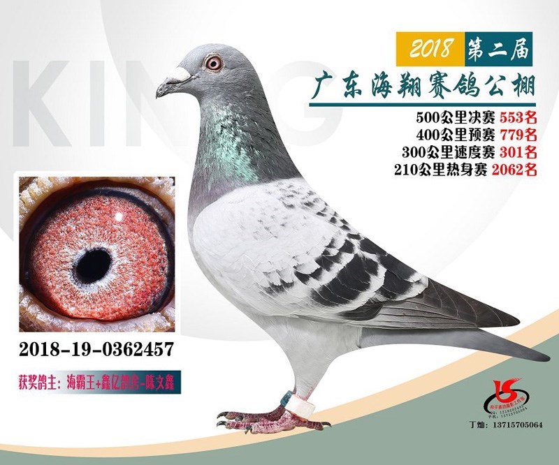 海霸王詹森纪录,冠霖公棚2017年获奖鸽欣赏