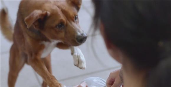 新生儿和狗狗有一样的胎记,狗狗去世和宝宝有一样的胎记